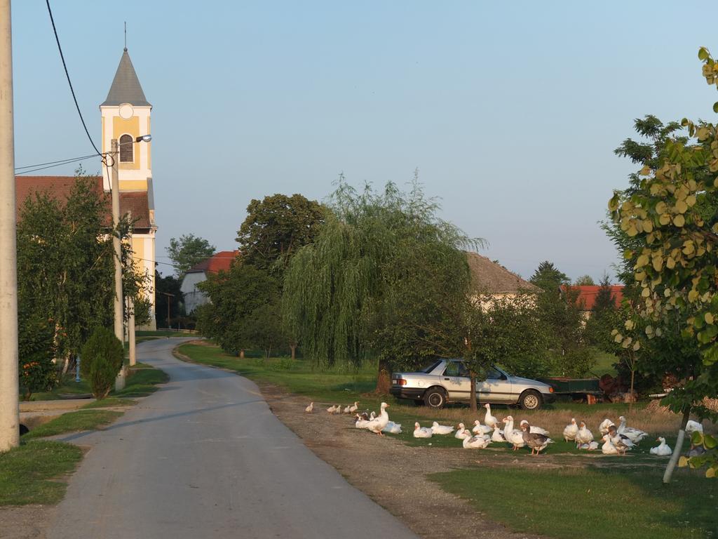 Pensjonat Country House Baranjski Tulipan Draž Zewnętrze zdjęcie