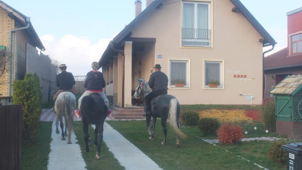 Pensjonat Country House Baranjski Tulipan Draž Zewnętrze zdjęcie