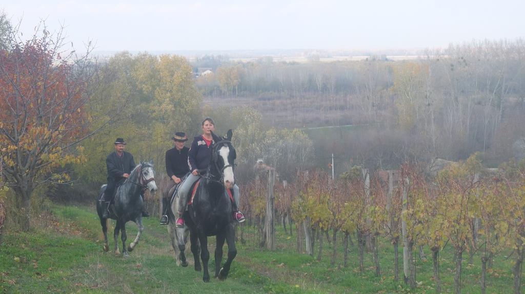 Pensjonat Country House Baranjski Tulipan Draž Zewnętrze zdjęcie